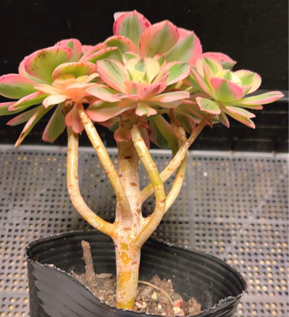 18#多肉植物アエオニウム錦❤️ サンバースト❤️5頭17cm拔き苗