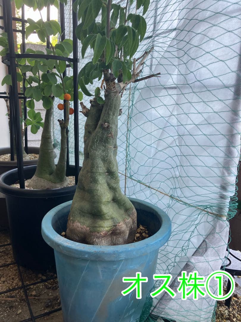 【お知らせページ】アデニアグラウカ　種子