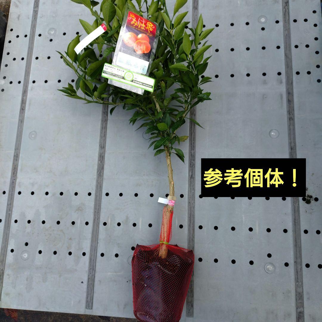 真っ赤な果皮！みはや ３年生 登録品種
