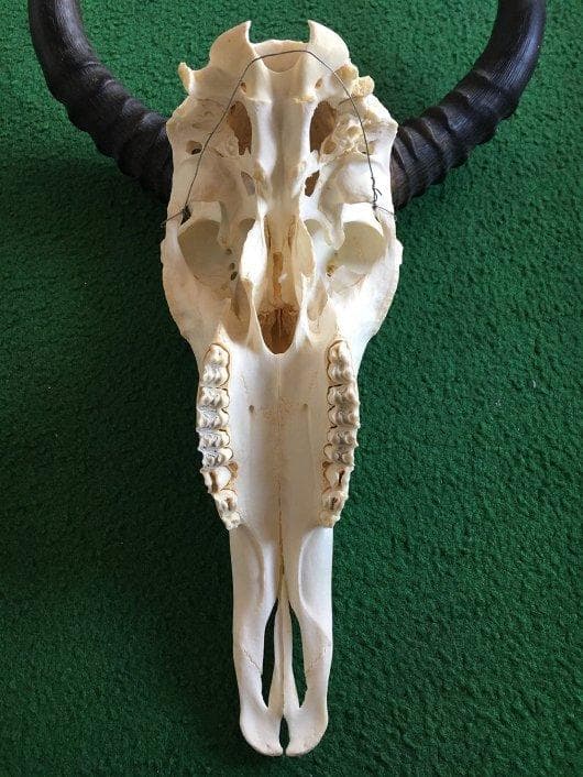 レア！高品質　サザビー スカルホーン