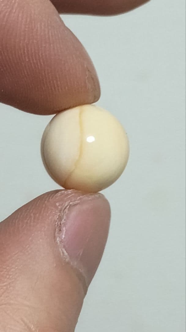マッコウ鯨 牙玉 鯨歯玉 標本 緒締 根付 約12.4㎜