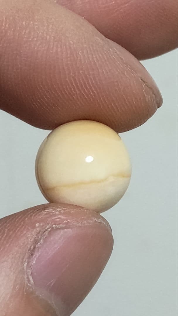 マッコウ鯨 牙玉 鯨歯玉 標本 緒締 根付 約12.4㎜