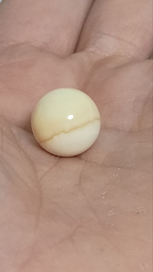 マッコウ鯨 牙玉 鯨歯玉 標本 緒締 根付 約12.4㎜