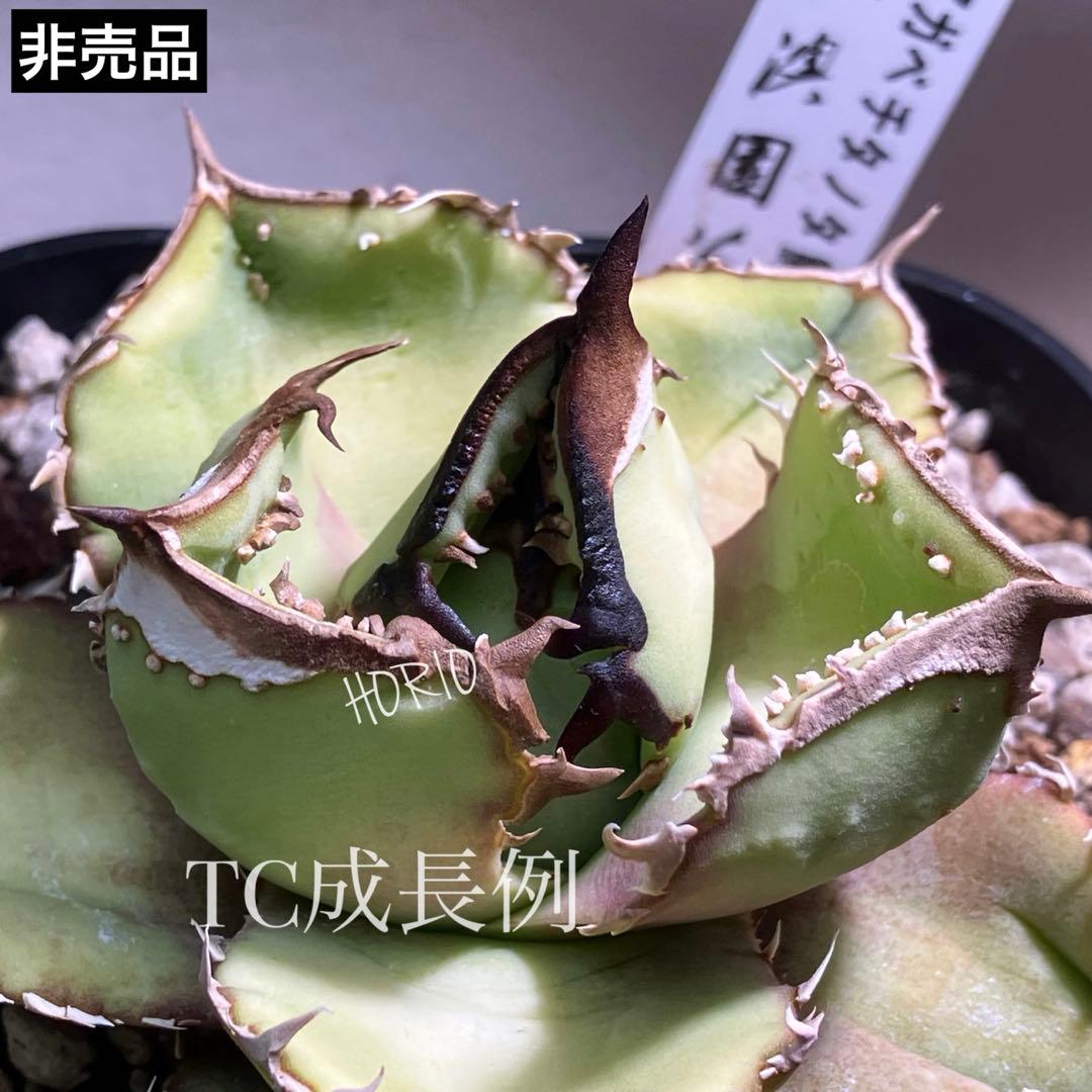 【初売り】19 ぶつぶつ　アガベ　チタノタ　鰐亀　TC 上澳園芸