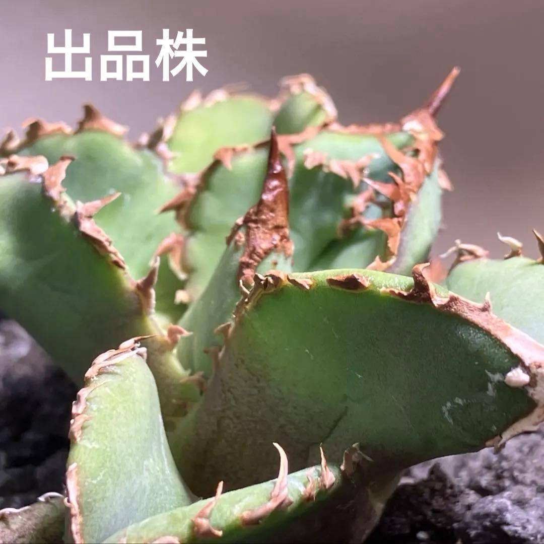 【初売り】19 ぶつぶつ　アガベ　チタノタ　鰐亀　TC 上澳園芸