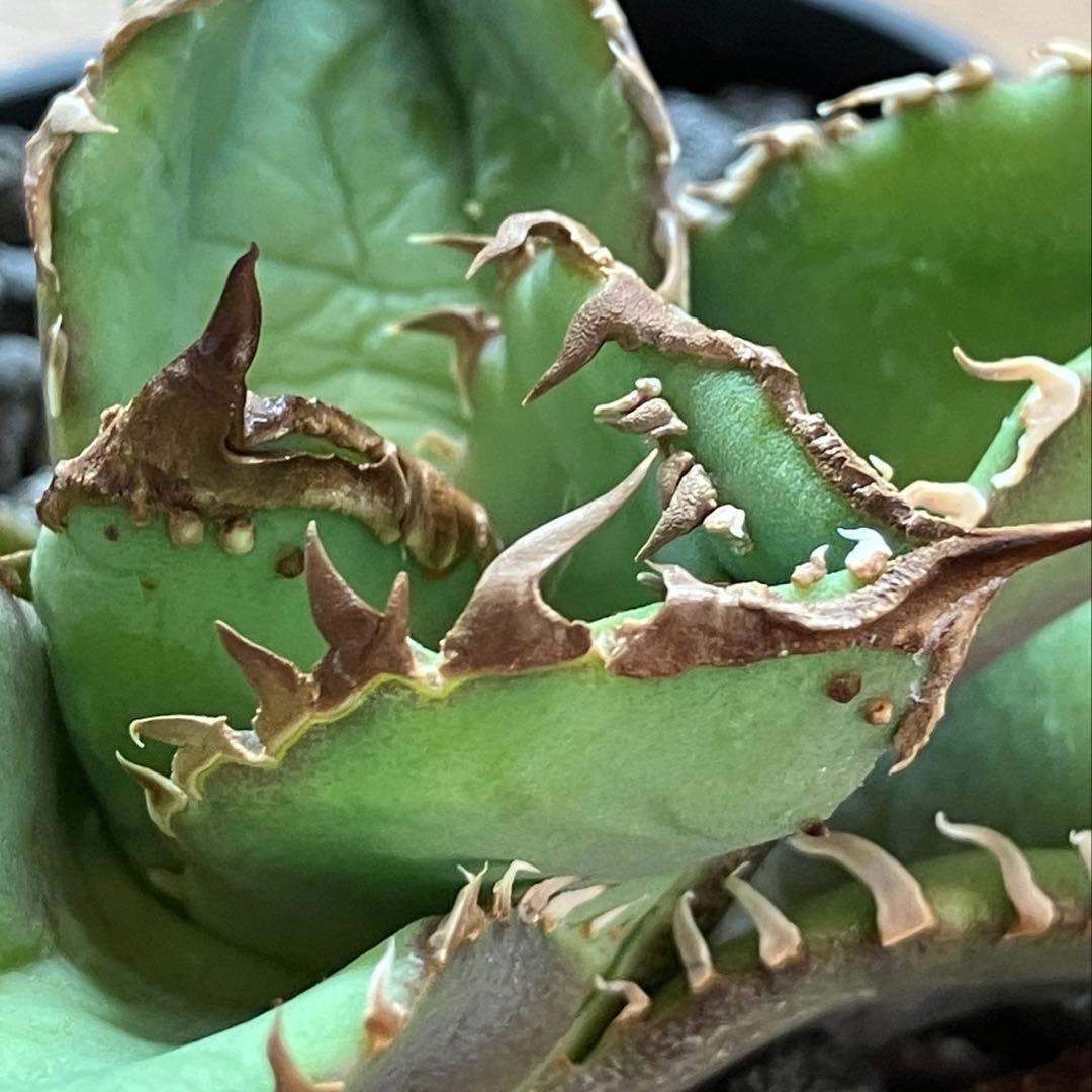 【初売り】19 ぶつぶつ　アガベ　チタノタ　鰐亀　TC 上澳園芸