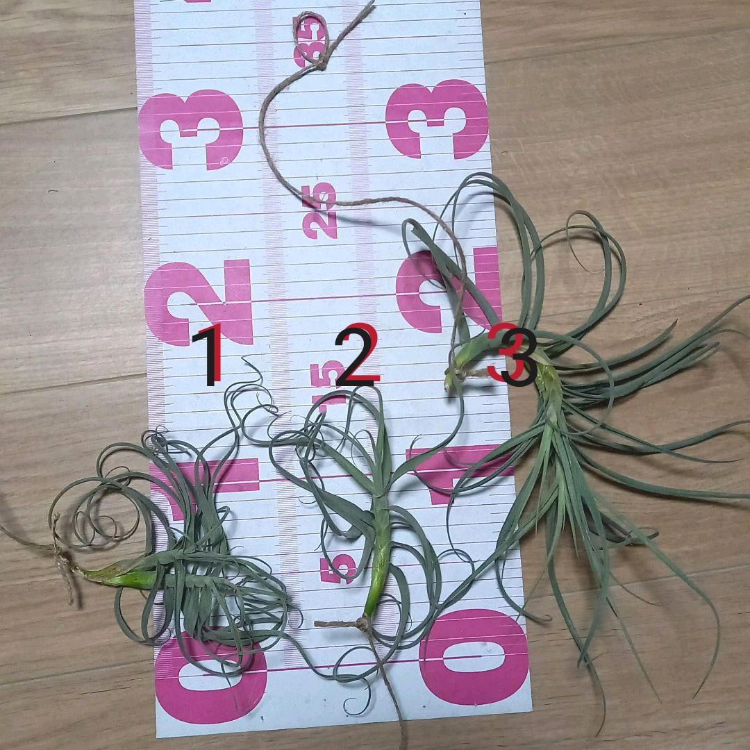 くま様確認用