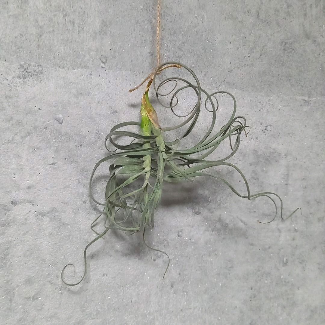 くま様確認用