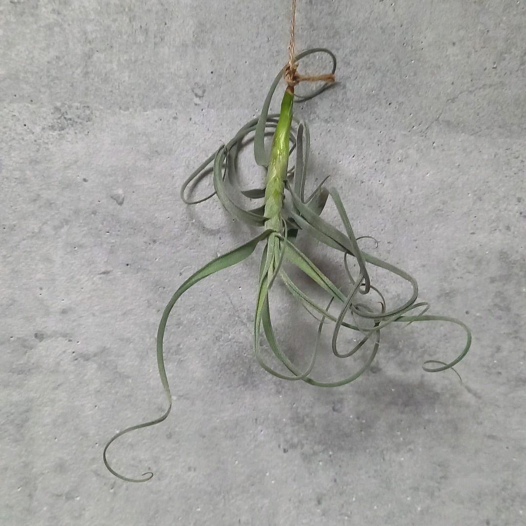 くま様確認用