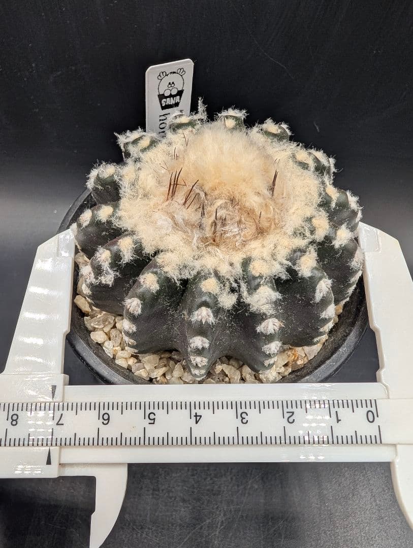 ホルスティ 国内実生 鉢植えメルカリ便送料込み
