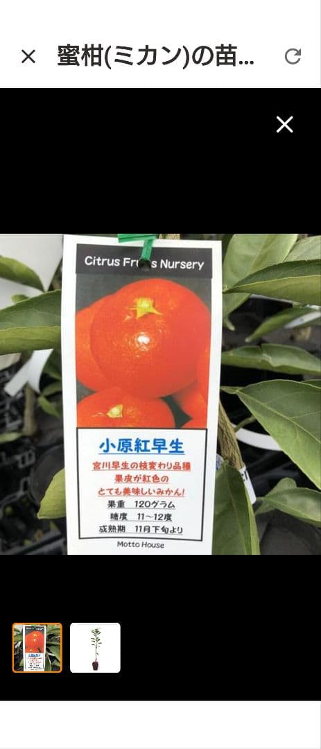 大人気！小原紅早生 4年生 苗木