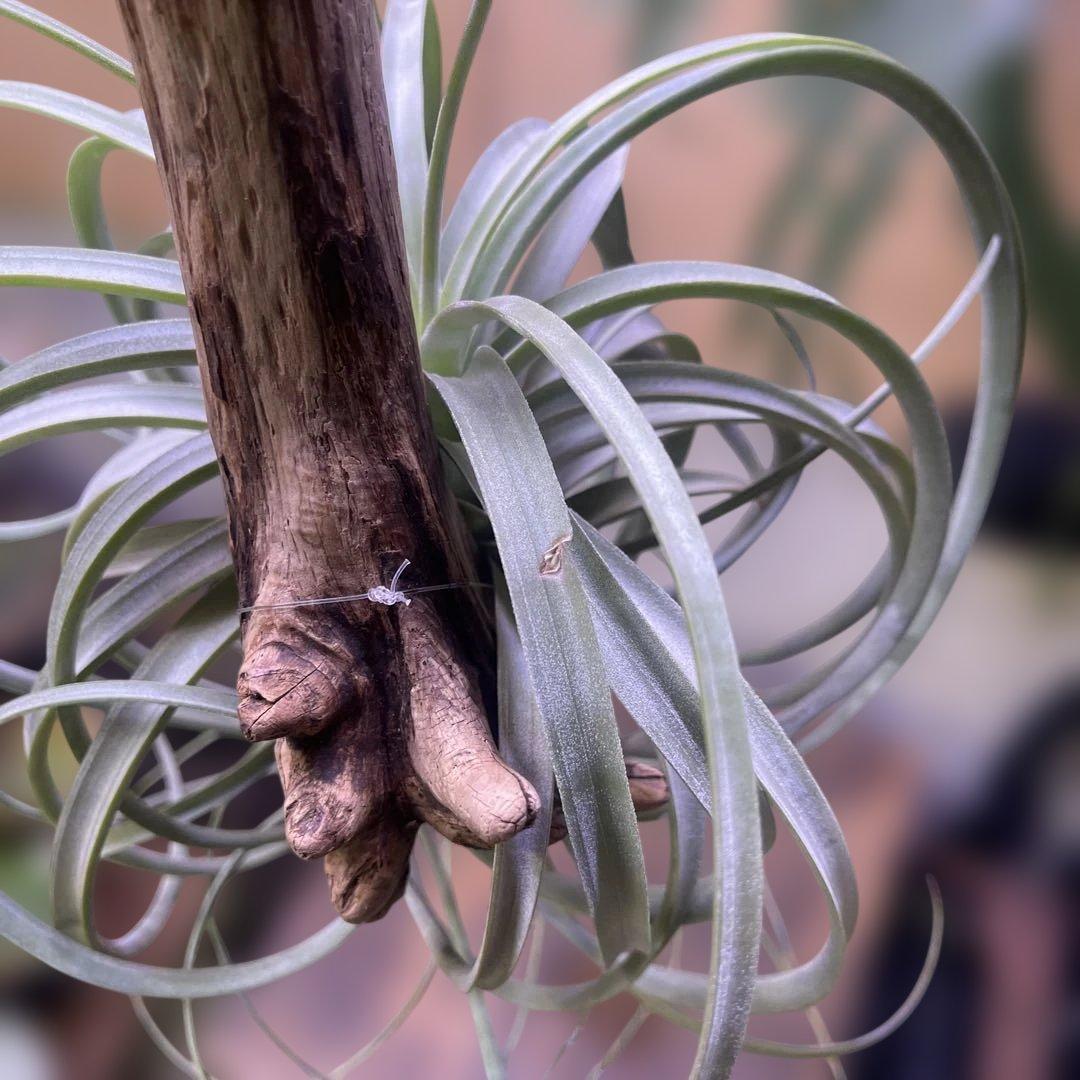 ブロメリア・エアープランツ Tillandsia exserta