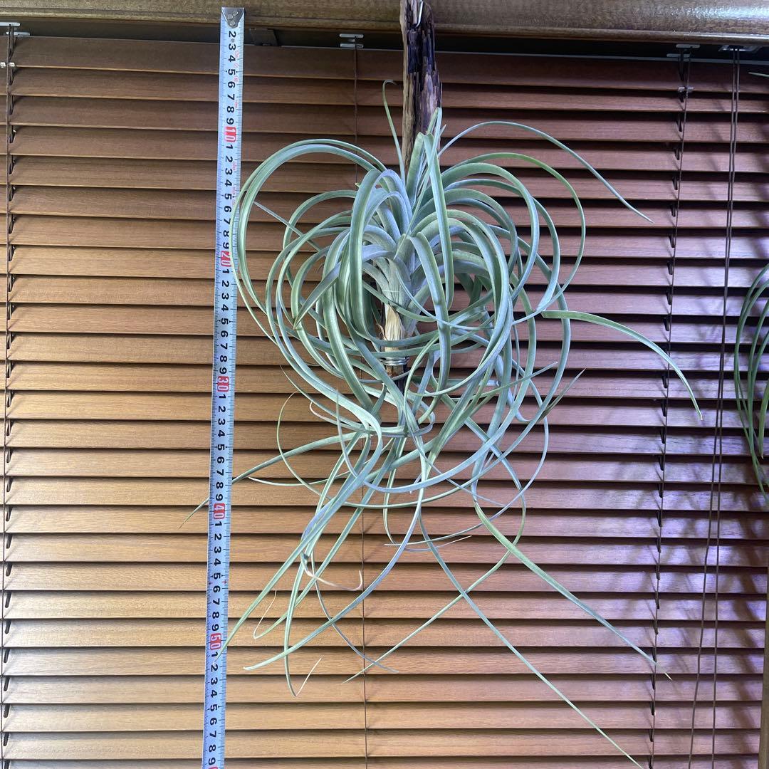 ブロメリア・エアープランツ Tillandsia exserta