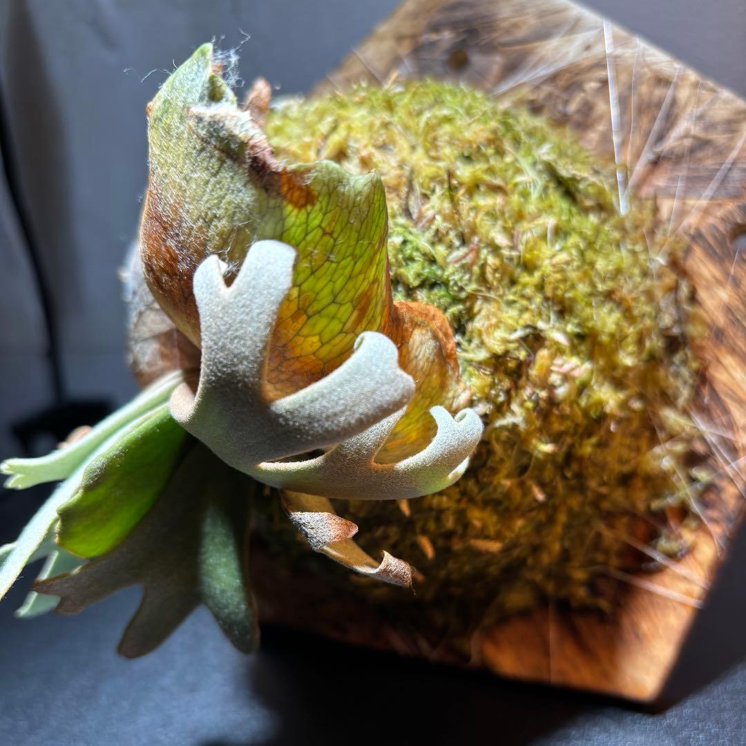 ビカクシダ P. Willinckii Jenny TC