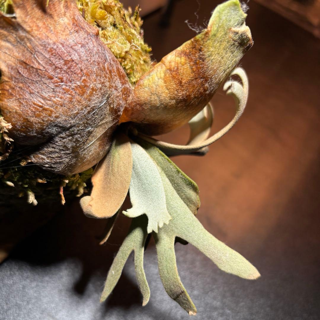 ビカクシダ P. Willinckii Jenny TC