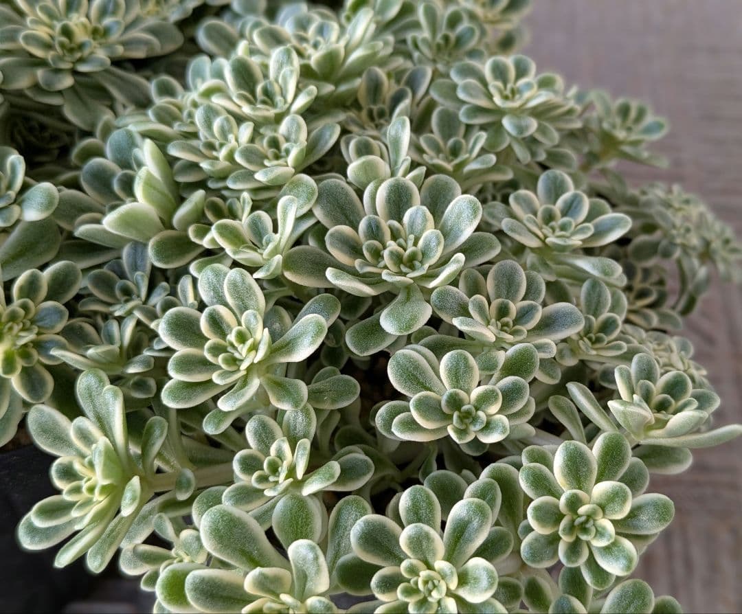 斑入り葉セダム　ポットのまま発送　多肉植物　セダム　浜万年草錦　植物