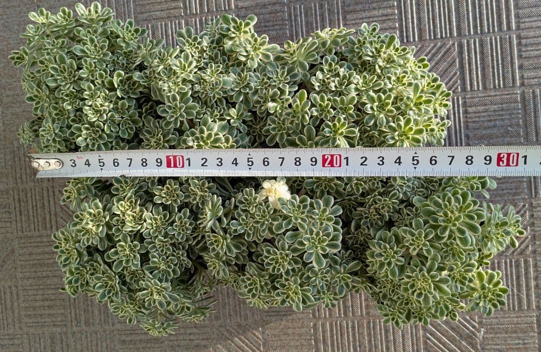 斑入り葉セダム　ポットのまま発送　多肉植物　セダム　浜万年草錦　植物
