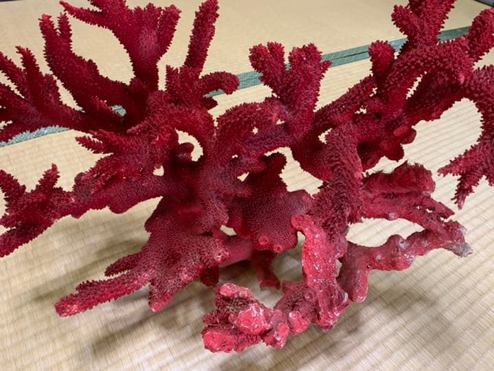 珊瑚礁　赤色珊瑚　イソバナ珊瑚　インテリア　宝石珊瑚