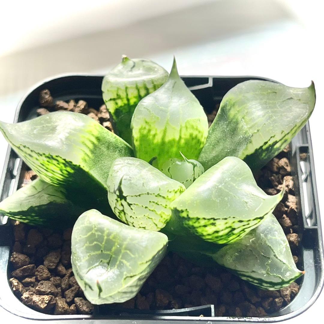 ★ハオルチア 裏般若×大理石★裏窓実生選抜苗 コンプトB型ミュータント 多肉植物