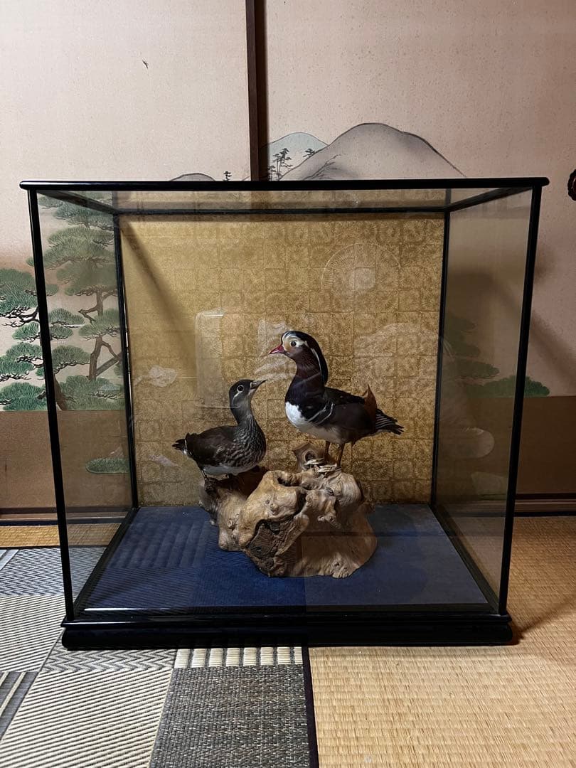 おしどり　剥製　美品　オリオフリネラ様