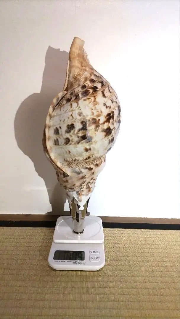 法螺貝　⑧