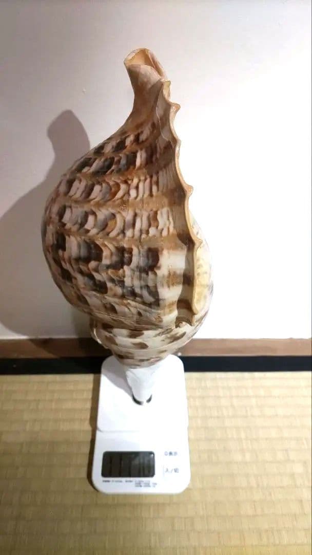法螺貝　⑧