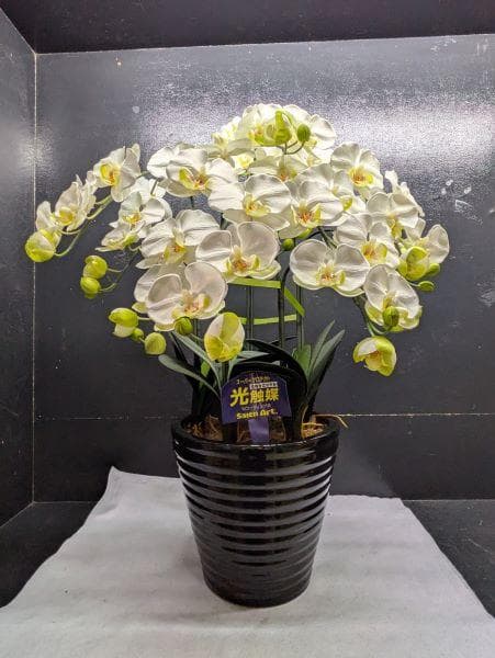 Y【中古】胡蝶蘭 造花 5本 光触媒加工 陶器鉢 アートフラワー ホワイト