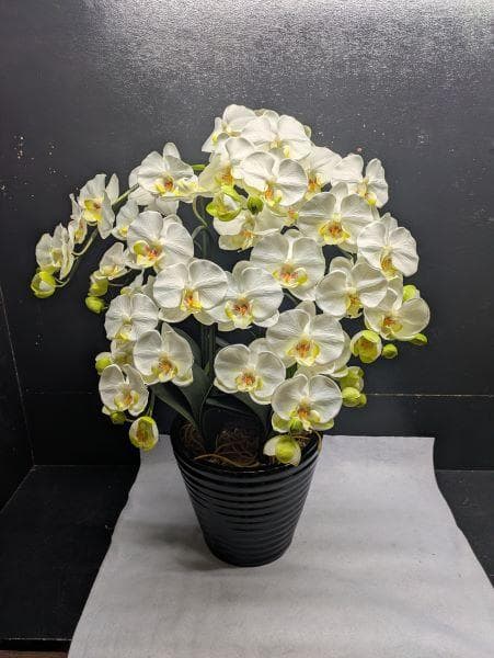 Y【中古】胡蝶蘭 造花 5本 光触媒加工 陶器鉢 アートフラワー ホワイト