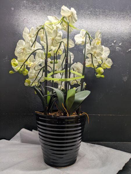 Y【中古】胡蝶蘭 造花 5本 光触媒加工 陶器鉢 アートフラワー ホワイト