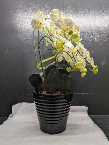Y【中古】胡蝶蘭 造花 5本 光触媒加工 陶器鉢 アートフラワー ホワイト