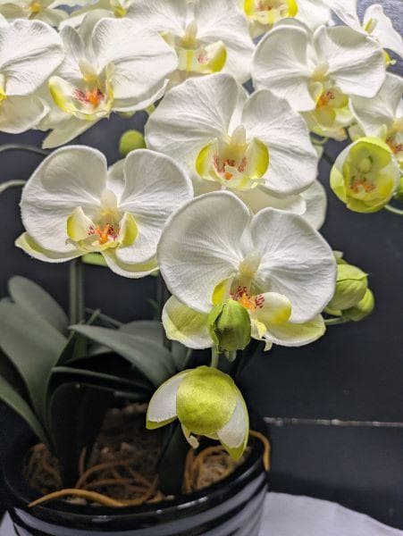 Y【中古】胡蝶蘭 造花 5本 光触媒加工 陶器鉢 アートフラワー ホワイト