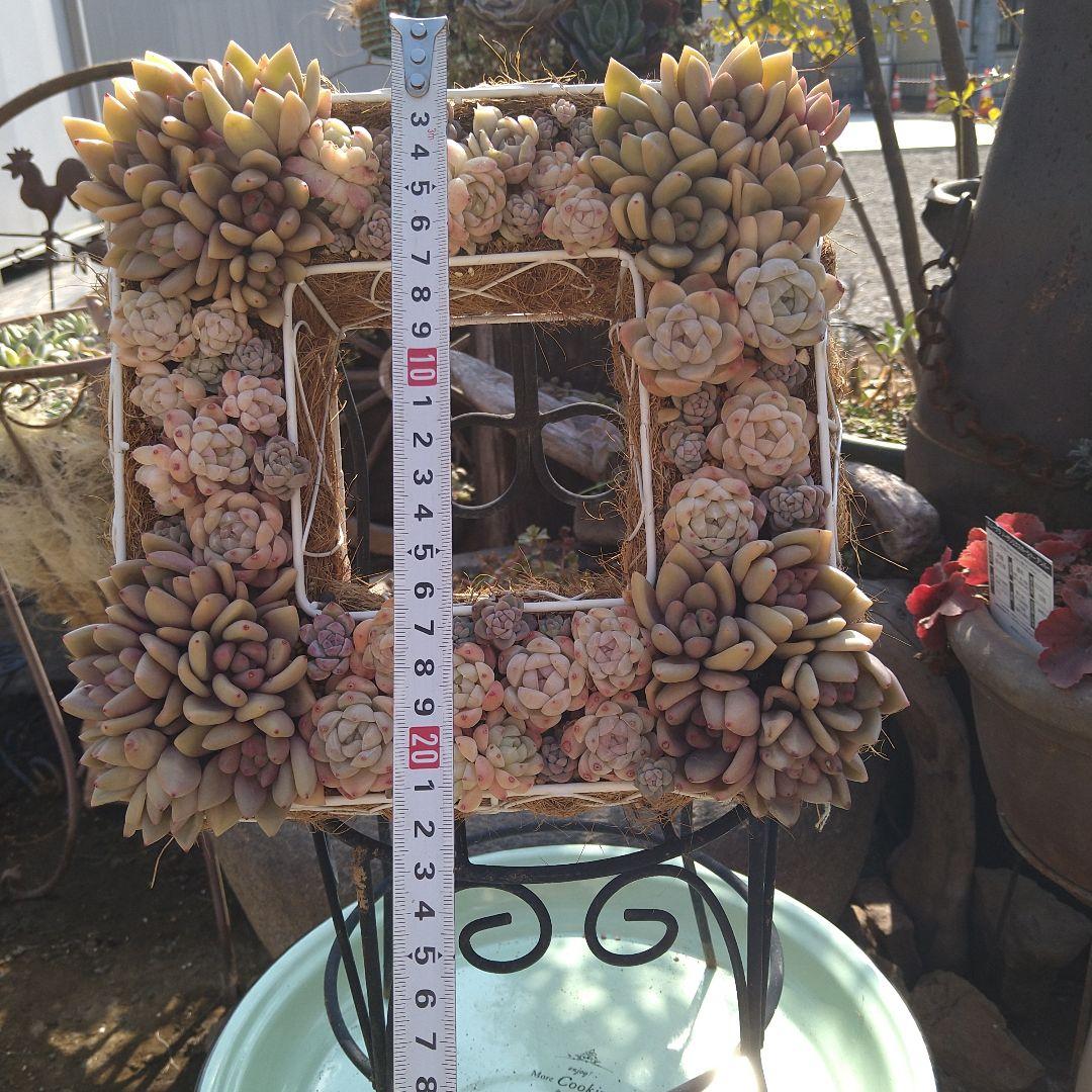 多肉植物寄せ植え　そのまま飾れる寄せ植え　スクエア型リース寄せ　匿名発送
