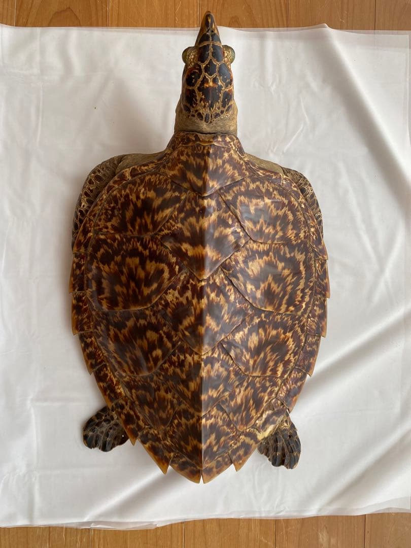カメ剥製
