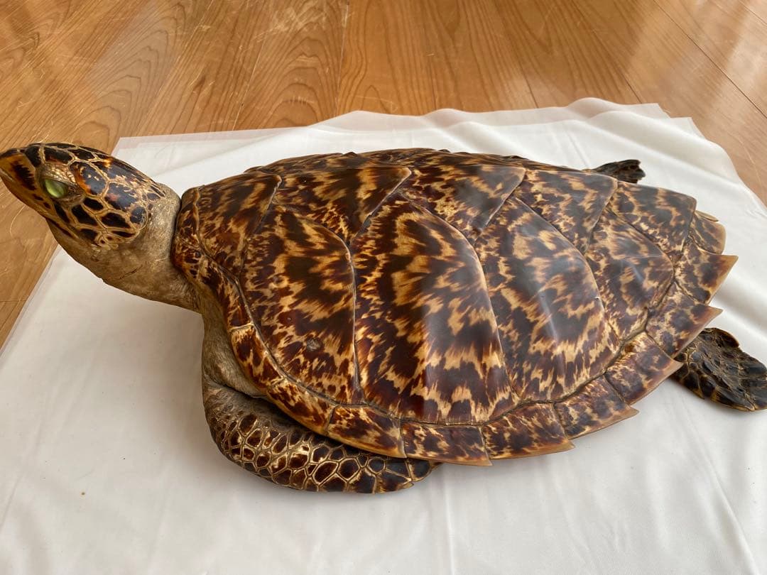 カメ剥製