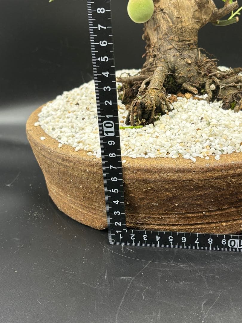 紅梅 盆栽　赤花