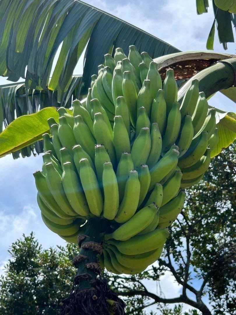 糖度の鬼◆140㎝巨大◆超、ドワーフ＝キングナムワ。バナナ苗◆耐寒強、関東露地