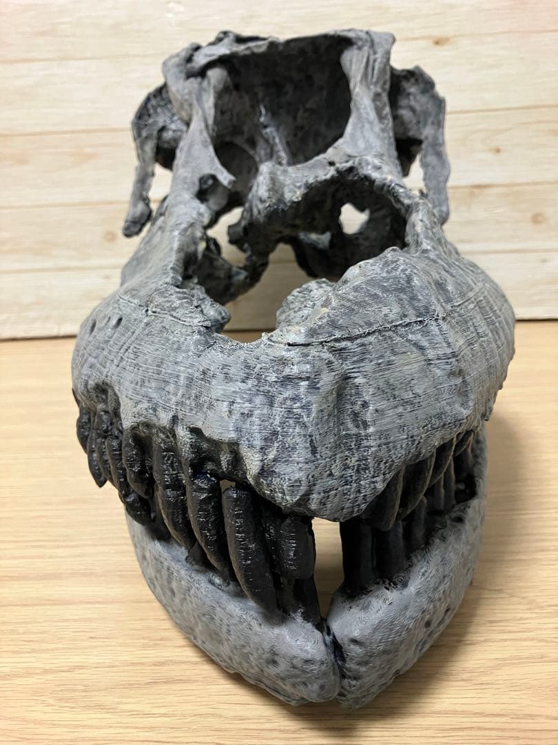 サルミエントサウルス　頭骨レプリカ
