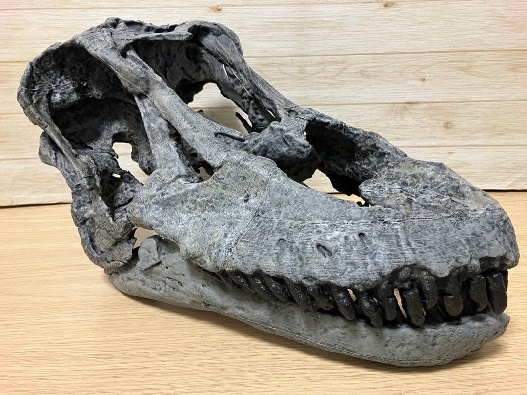 サルミエントサウルス　頭骨レプリカ