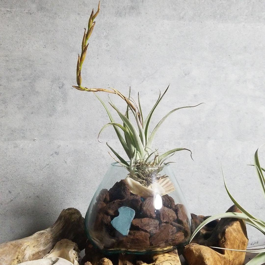 購入不可 チランジア カルビンスキアーナ(クランプ) 初入荷❗