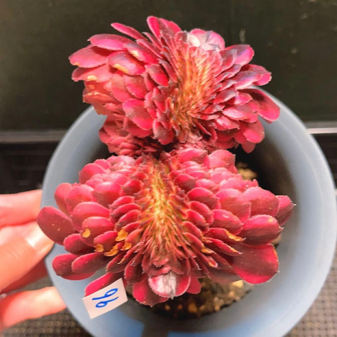 96#多肉植物アエオニウム錦❤️ 美姫錦セッカ ❤️12cm拔き苗