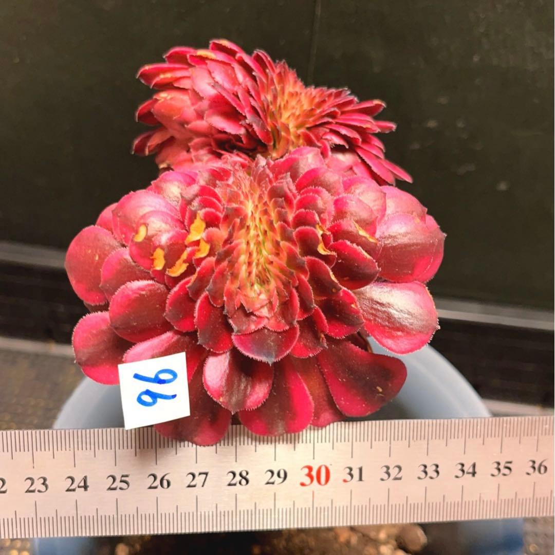 96#多肉植物アエオニウム錦❤️ 美姫錦セッカ ❤️12cm拔き苗