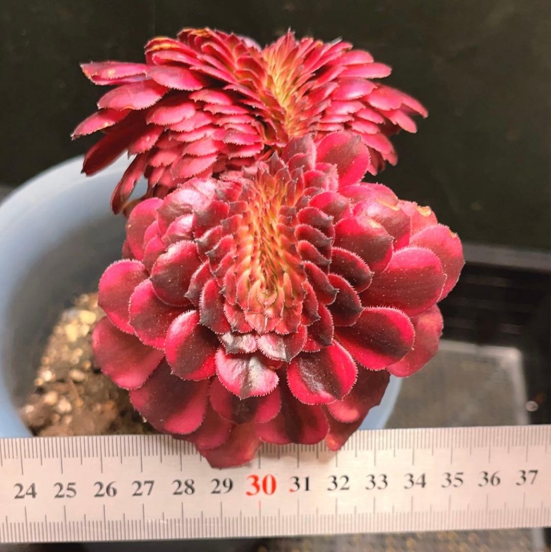 96#多肉植物アエオニウム錦❤️ 美姫錦セッカ ❤️12cm拔き苗
