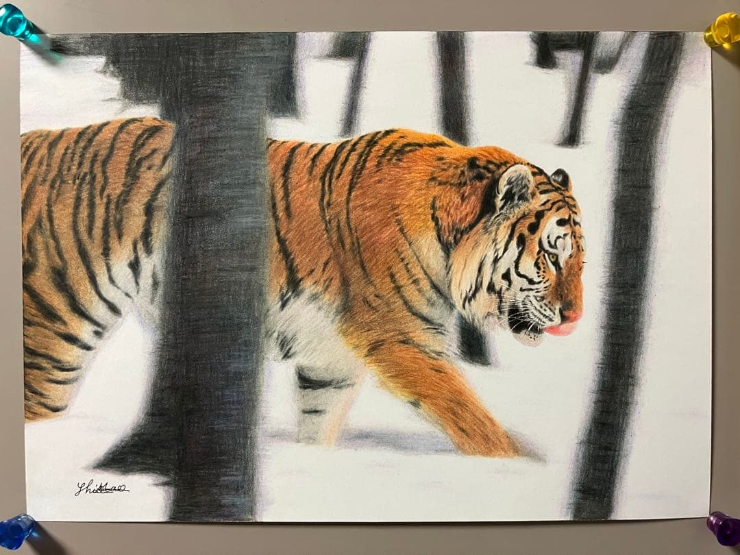 猛虎雪林を抜け 色鉛筆画