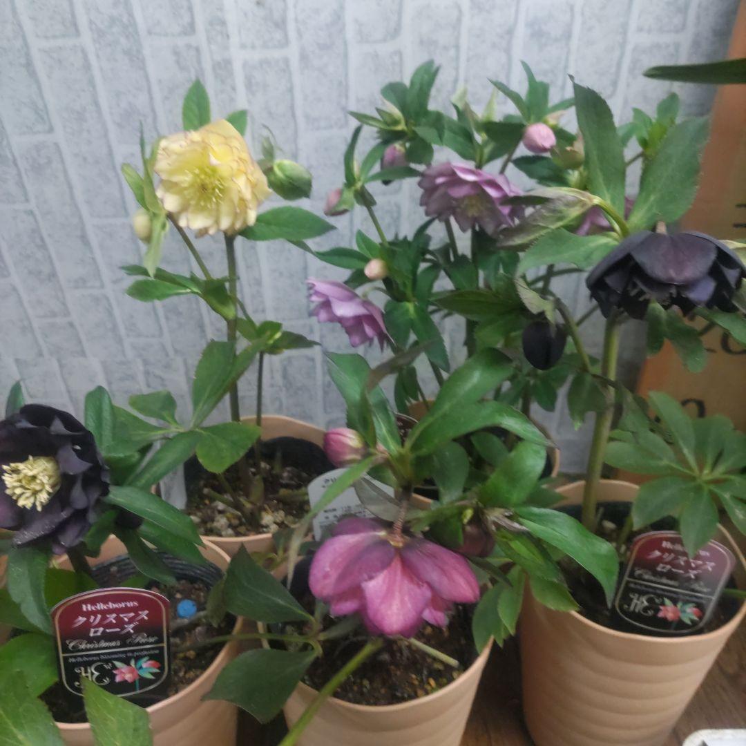 31日入荷分⭐️クリスマスローズ⭐️ダブル咲き⭐️５鉢セット