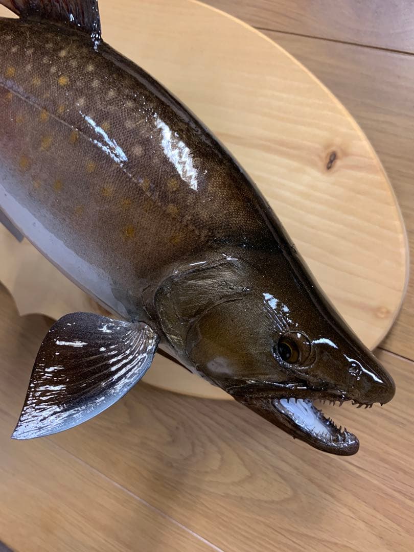 魚類剥製工房エフクラフト　ニッコウ大イワナ剥製依頼　完成品