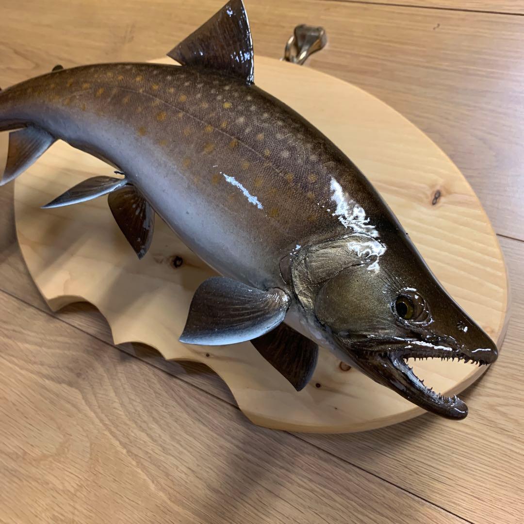 魚類剥製工房エフクラフト　ニッコウ大イワナ剥製依頼　完成品