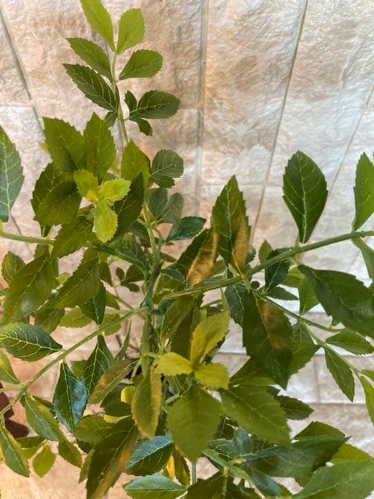 光触媒　人工観葉植物　造花　ウォールグリーン　ゴールデンリーフ54
