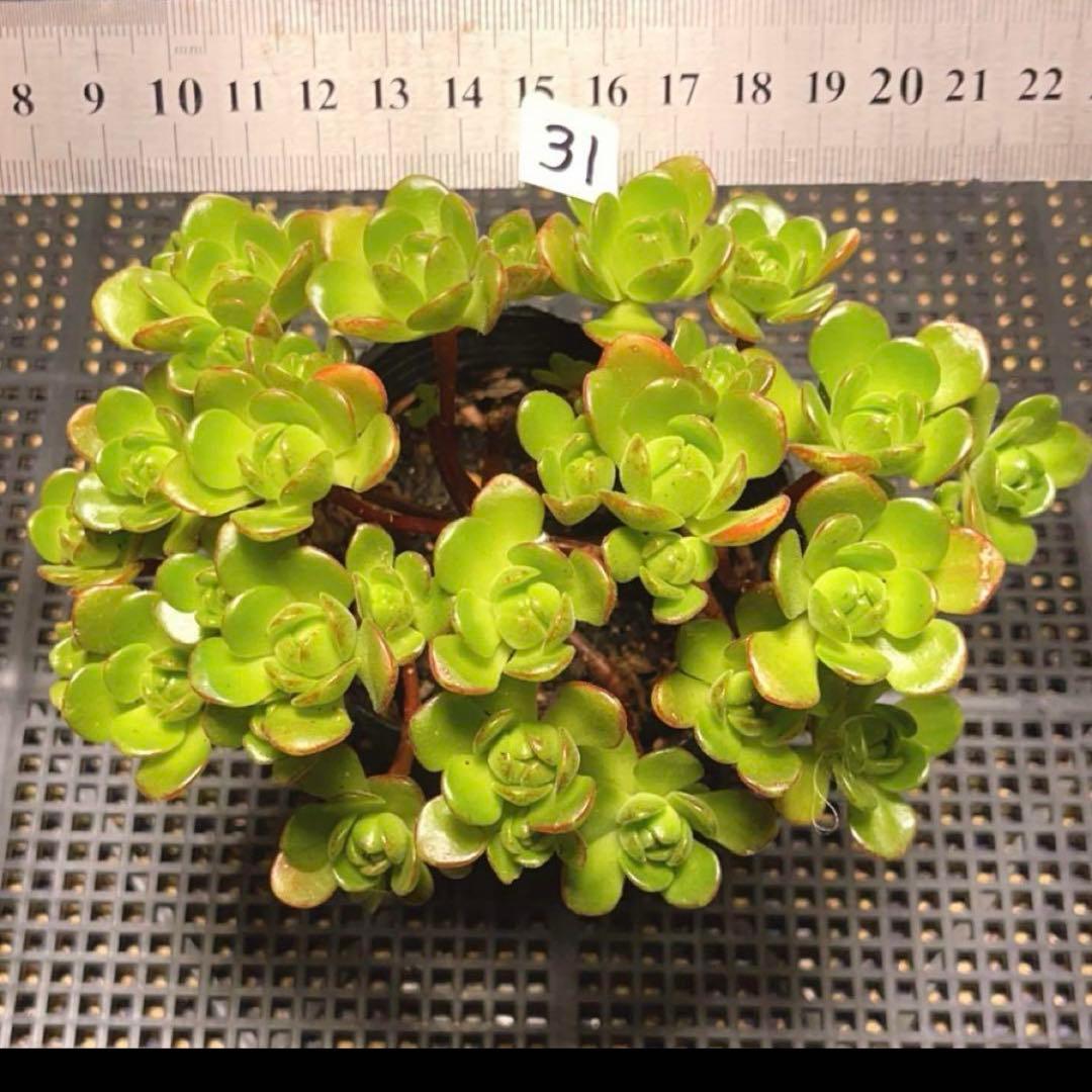 31#多肉植物アエオニウム錦❤️ サンデルシ— ❤️ 20頭15cm 拔き苗