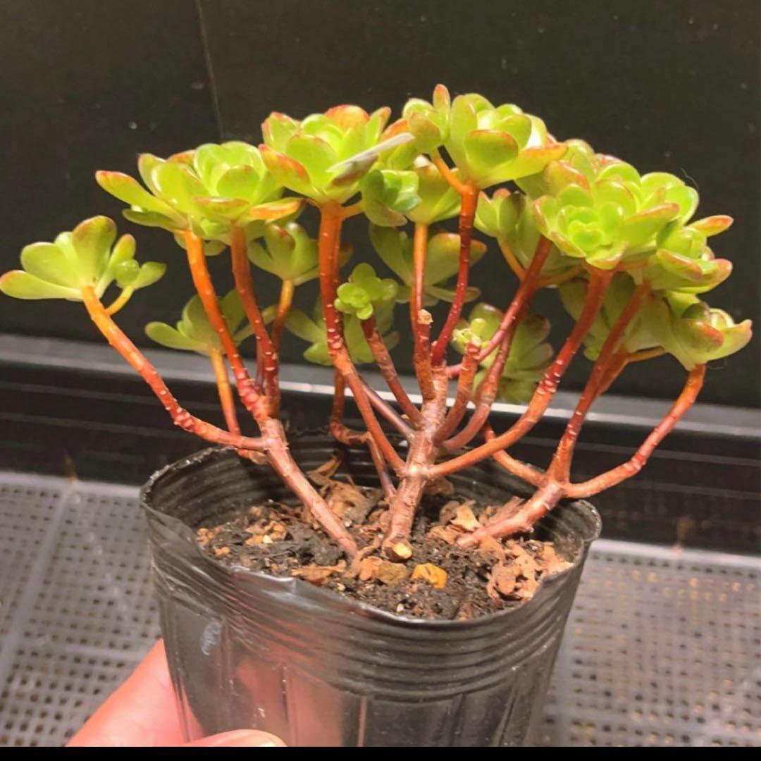 31#多肉植物アエオニウム錦❤️ サンデルシ— ❤️ 20頭15cm 拔き苗