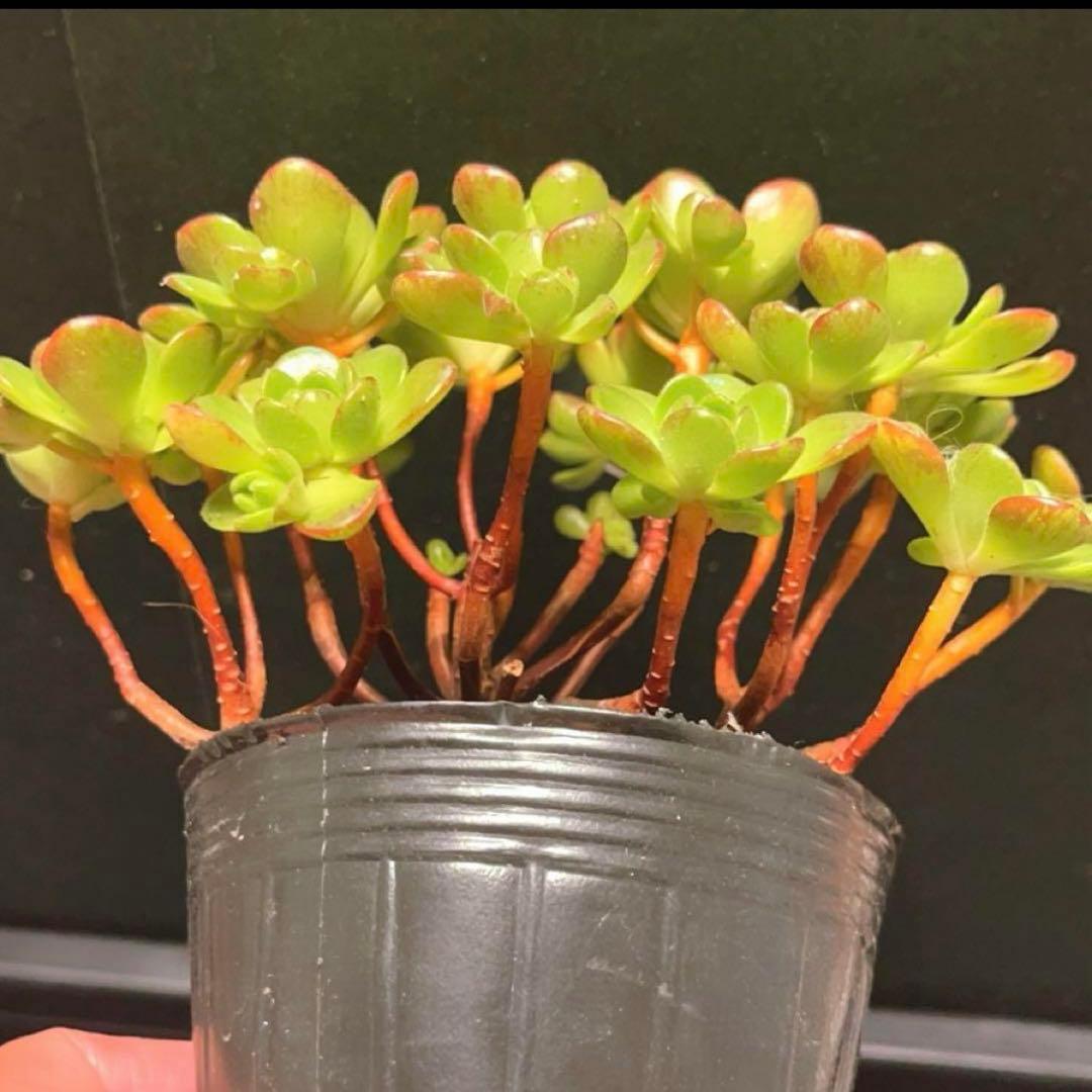 31#多肉植物アエオニウム錦❤️ サンデルシ— ❤️ 20頭15cm 拔き苗
